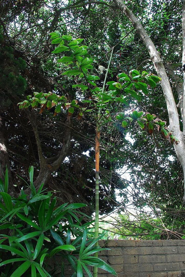 Quail Botanical Gardens - TRAVEL LOGS - PalmTalk